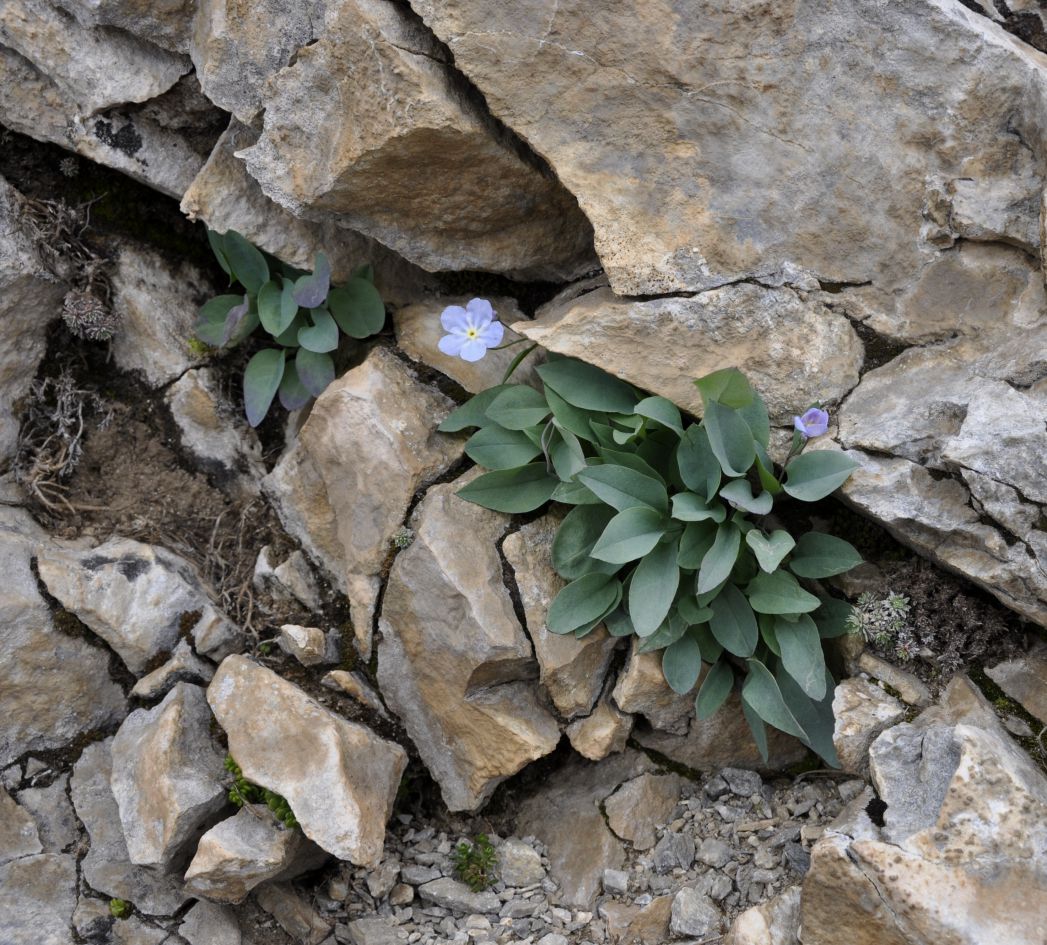 Image of Omphalodes luciliae ssp. scopulorum specimen.