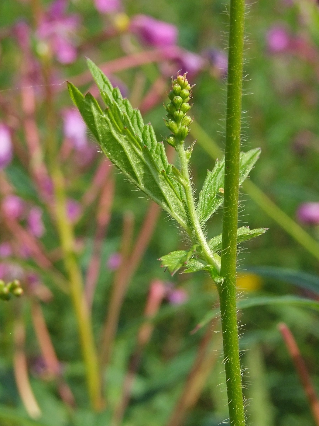 Изображение особи Agrimonia pilosa.