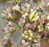 Juncus maritimus