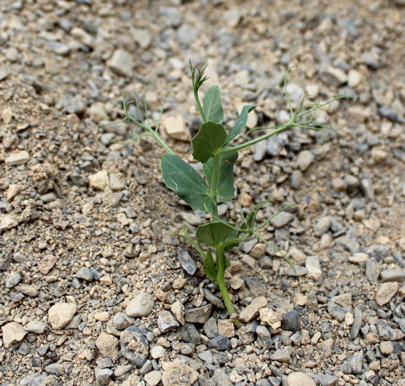 Изображение особи Pisum sativum.