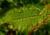 Rumex patientia