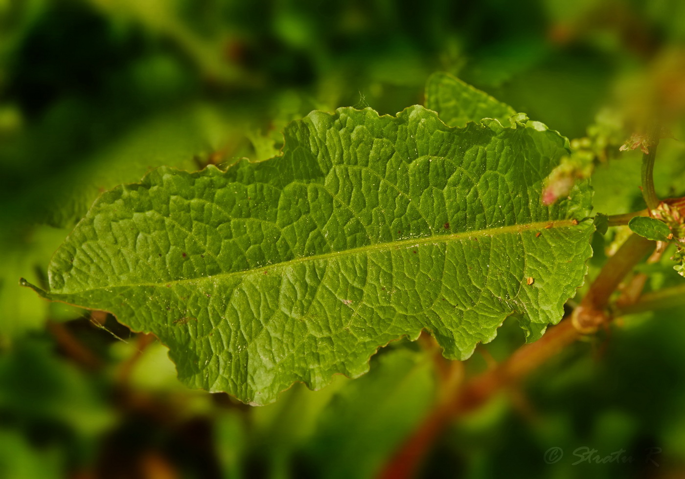 Image of Rumex patientia specimen.