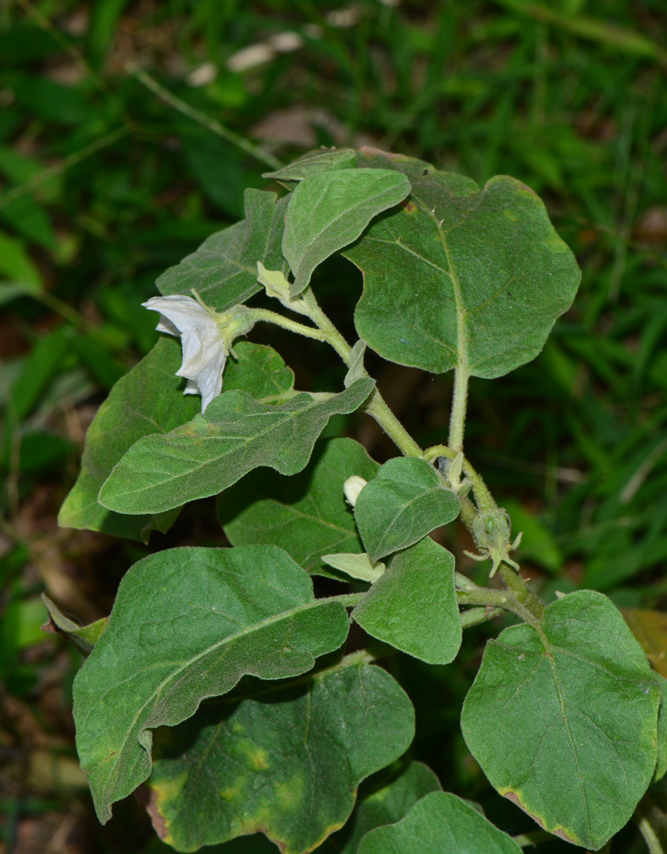 Изображение особи Solanum undatum.