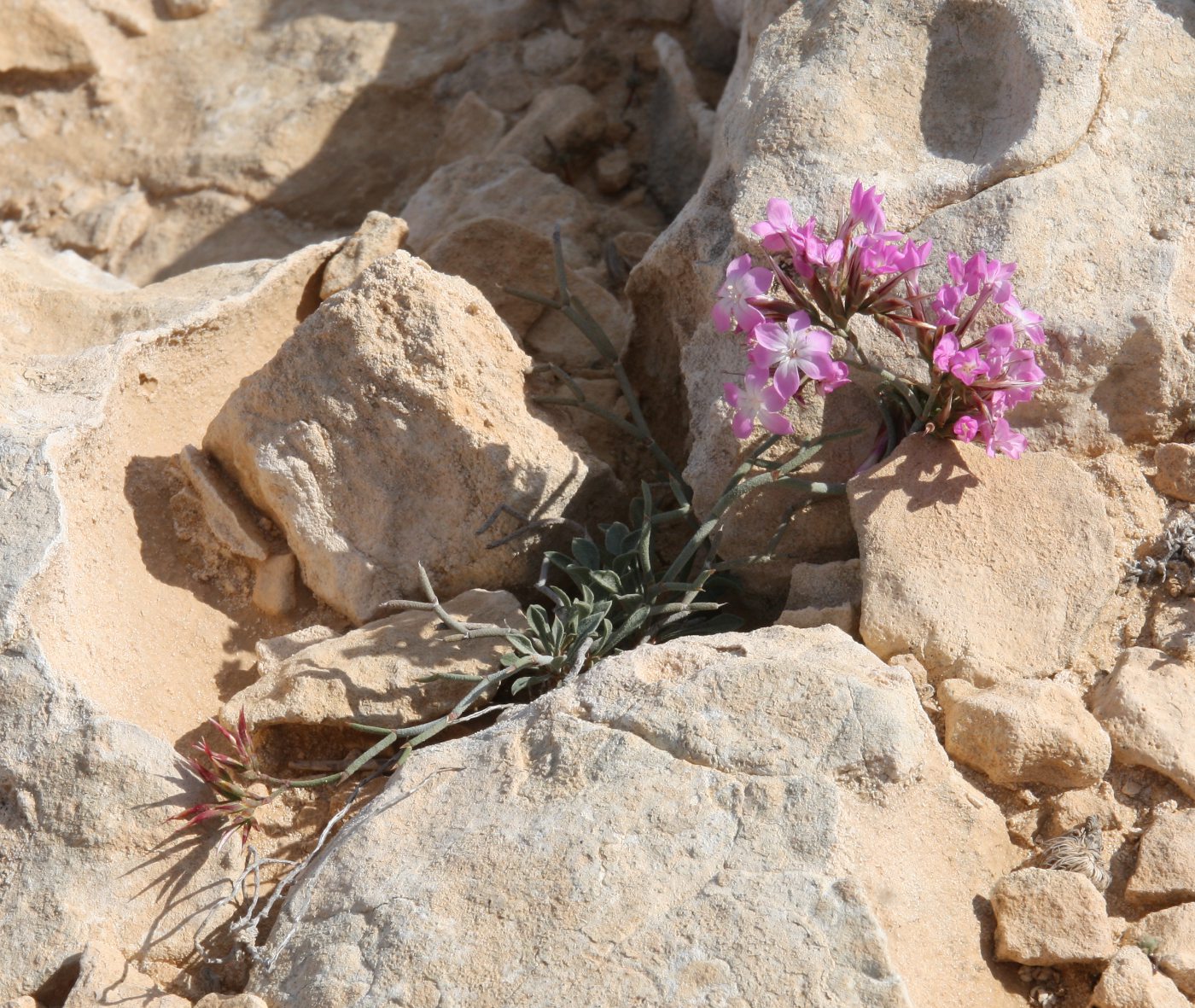 Image of Limonium tubiflorum specimen.