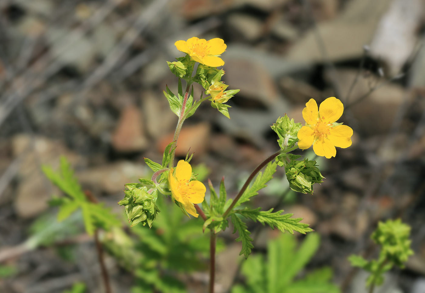 Изображение особи Potentilla tanacetifolia.