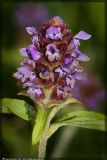 Prunella vulgaris. Соцветие. Республика Татарстан, Верхнеуслонский р-н. 28.06.2008.