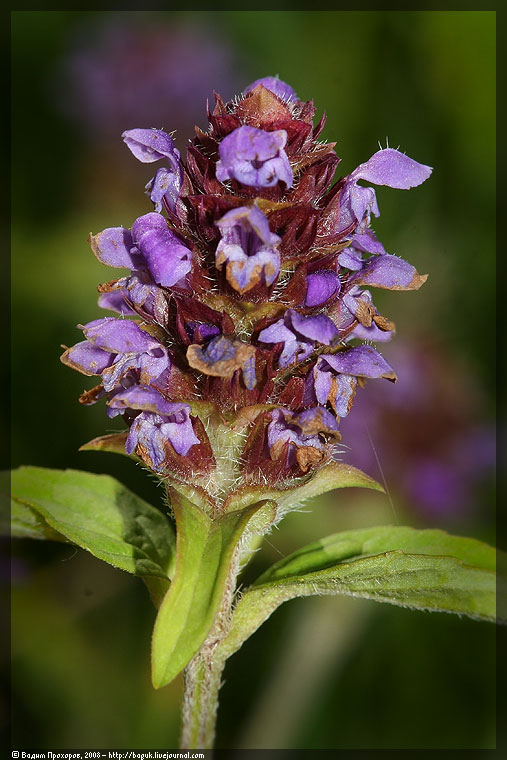 Изображение особи Prunella vulgaris.