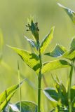 genus Vincetoxicum. Верхушка расцветающего растения. Ростовская обл., Аксайский р-н, окр. хут. Александровка, степной склон. 06.05.2017.