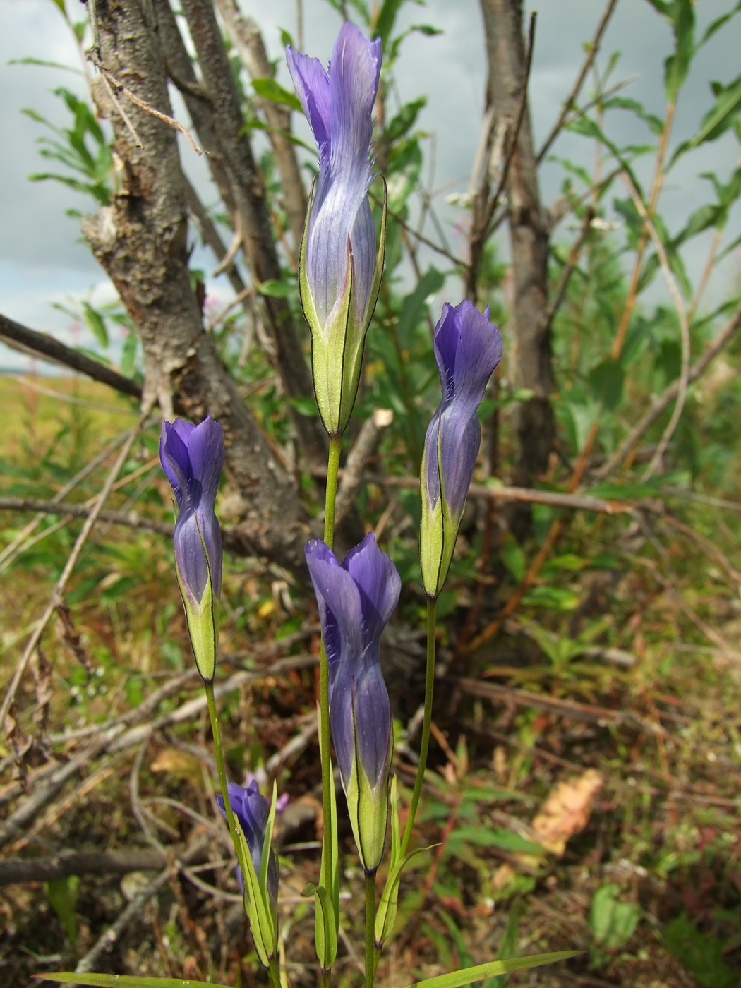 Изображение особи Gentianopsis barbata.