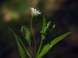 Stellaria holostea