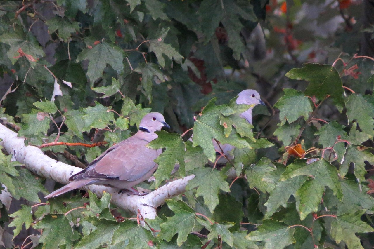 Image of genus Populus specimen.