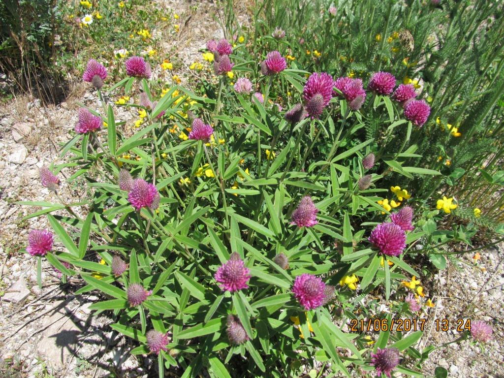 Изображение особи Trifolium alpestre.