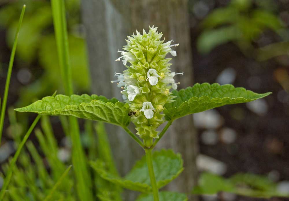 Изображение особи Agastache foeniculum.