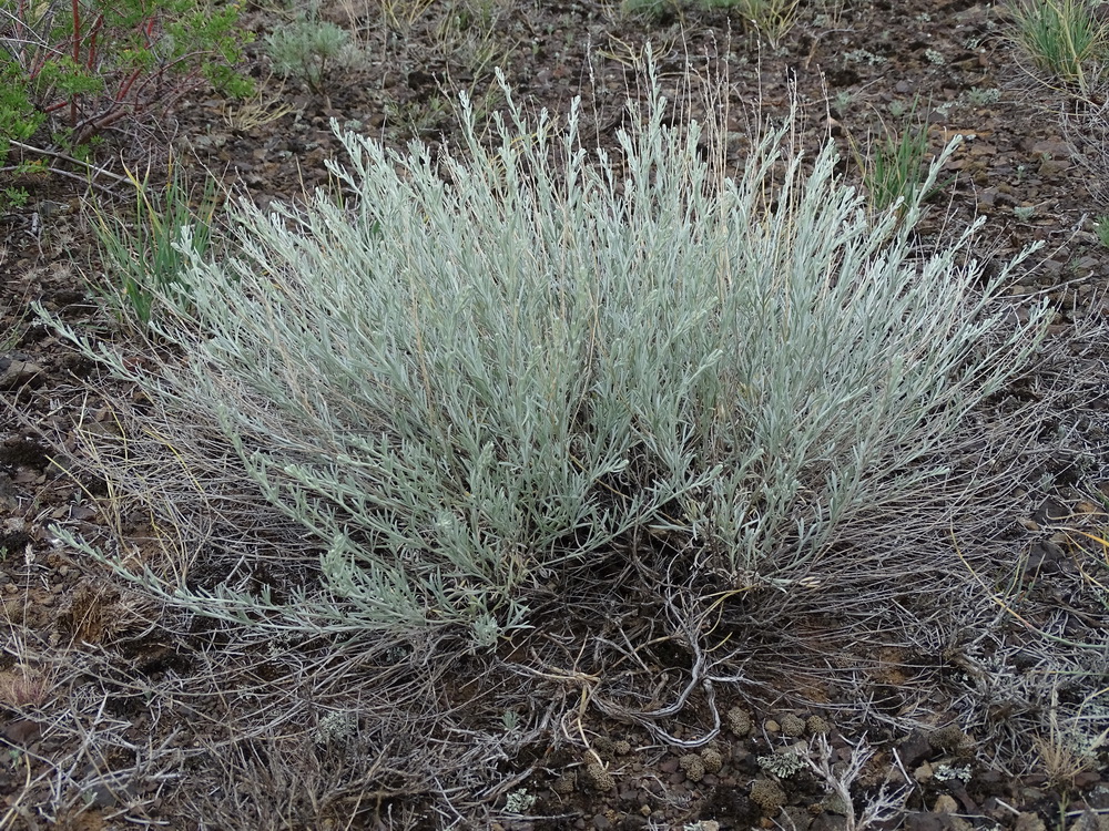 Image of Artemisia juncea specimen.