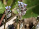 Myosotis micrantha. Верхушки соцветий. Тверская обл., Кимрский р-н, окр. дер. Устиново, зарастающая молодыми соснами опушка смешанного леса. 07.06.2014.
