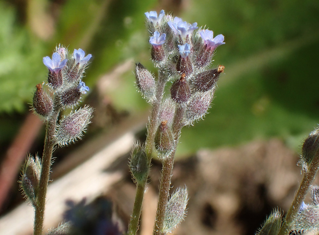 Image of Myosotis micrantha specimen.