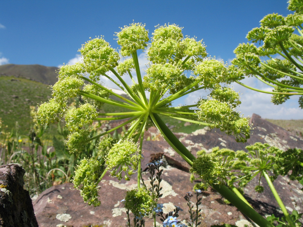 Изображение особи Archangelica brevicaulis.