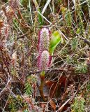 Salix arctica. Побег с соцветиями. Камчатский край, Усть-Большерецкий р-н, Толмачёвский дол, озеро Толмачёвское, горная тундра. 28.06.2017.