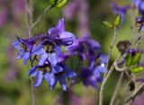 Delphinium elatum