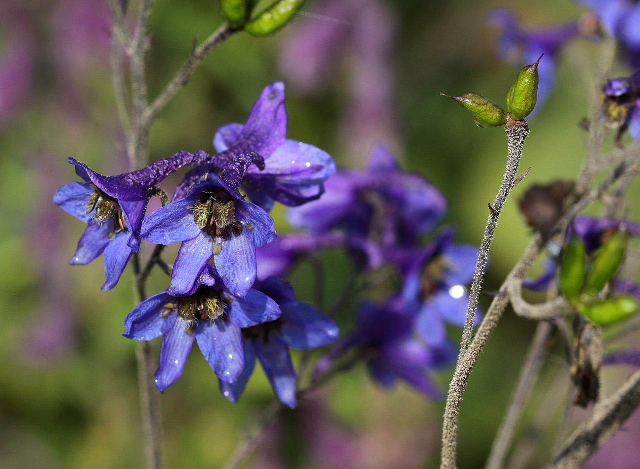 Изображение особи Delphinium elatum.