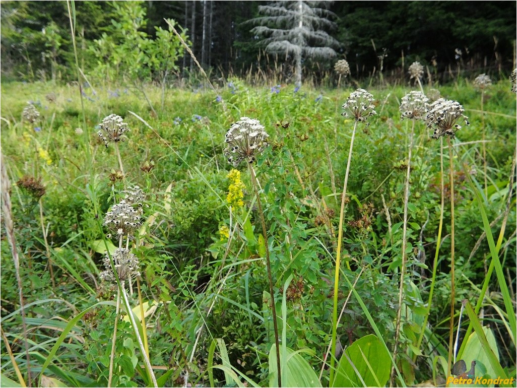 Изображение особи Allium victorialis.