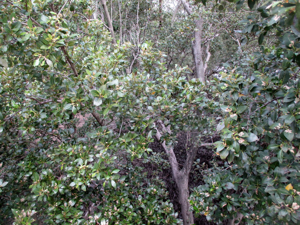 Image of Avicennia marina specimen.