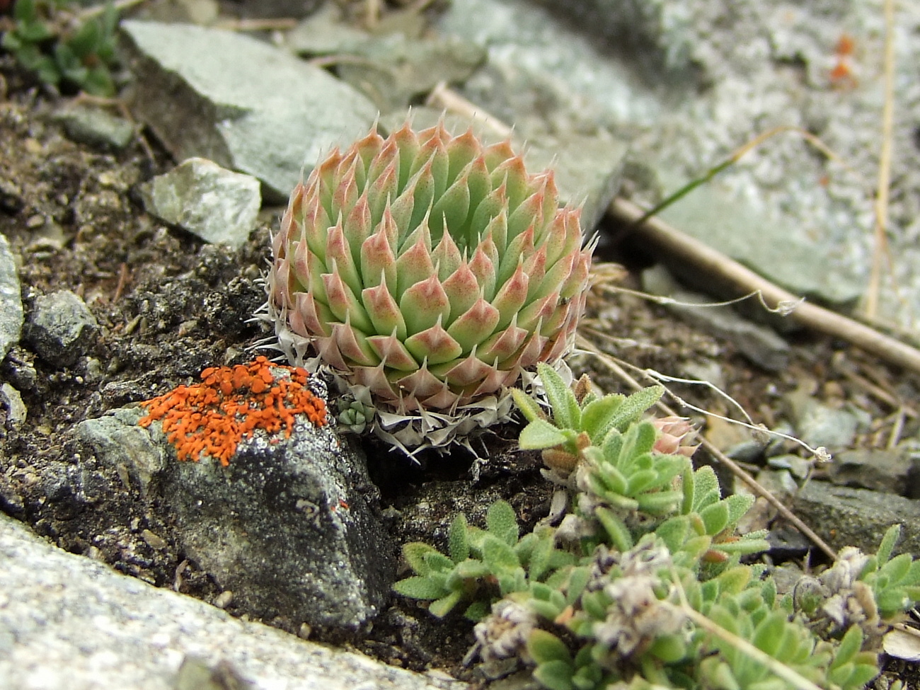 Изображение особи Orostachys spinosa.