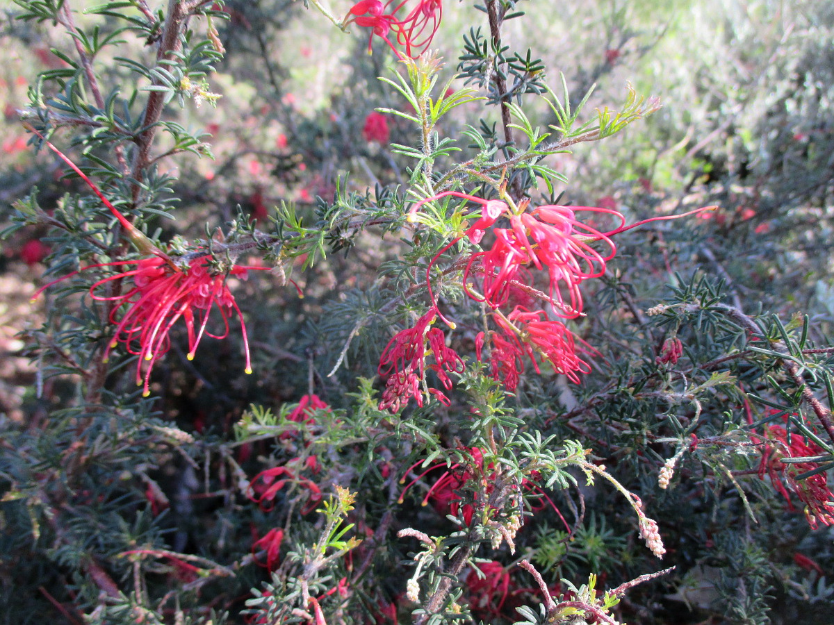 Изображение особи Grevillea delta.