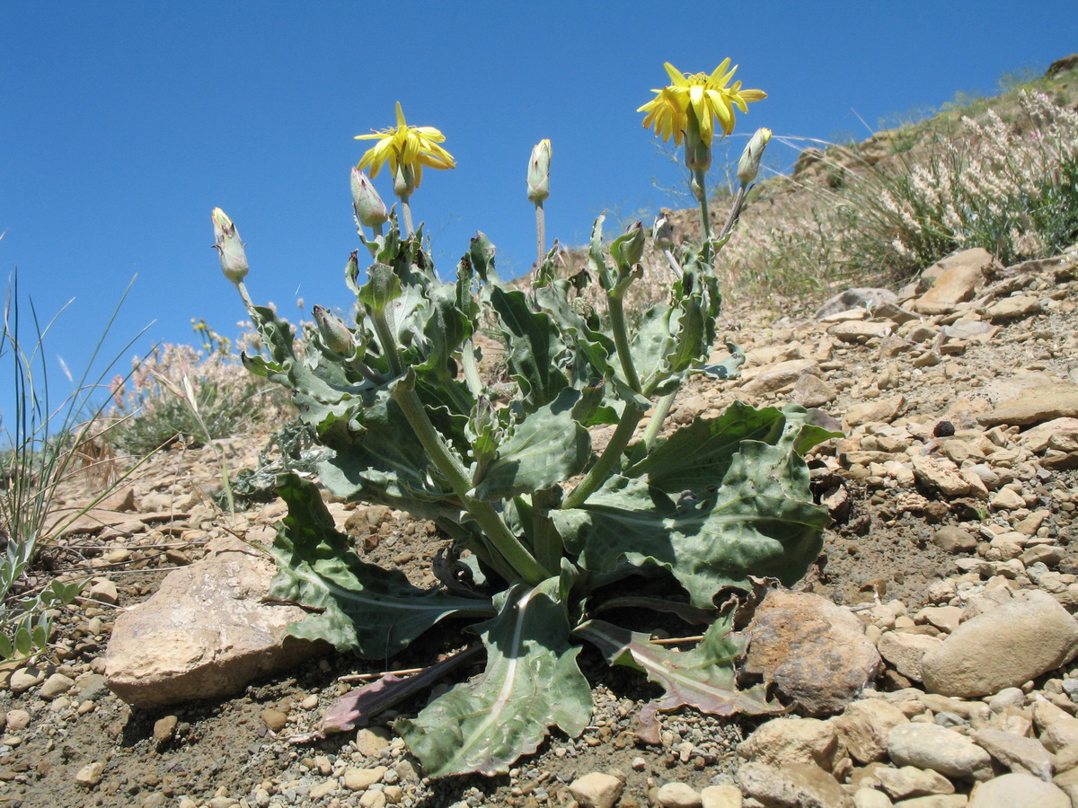 Image of Scorzonera inconspicua specimen.