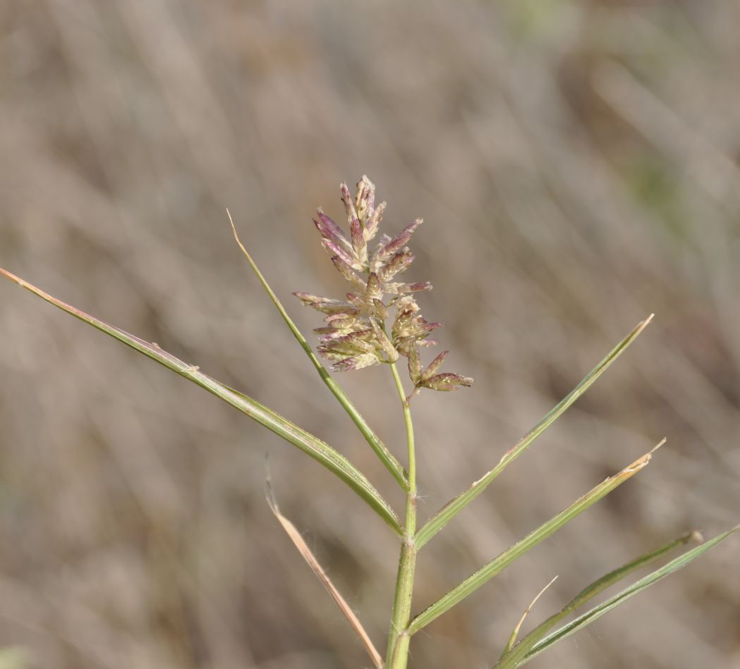 Изображение особи семейство Poaceae.