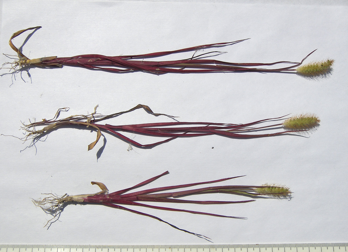 Image of Setaria pumila specimen.
