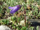 Campanula chamissonis. Цветущее растение (чашечка с развитыми, вниз отогнутыми придатками). Магаданская обл., окр. г. Магадан, п-ов Старицкого, сопка над бухтой Светлой, кустарничково-лишайниковая каменистая тундра. 12.07.2017.