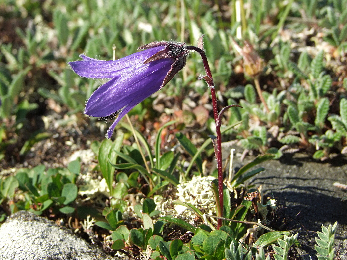 Изображение особи Campanula chamissonis.