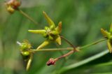 Pycnostelma paniculatum. Часть соцветия. Приморский край, Уссурийский гор. округ, окр. с. Монакино, разнотравный луг на небольшой сопке. 01.07.2017.