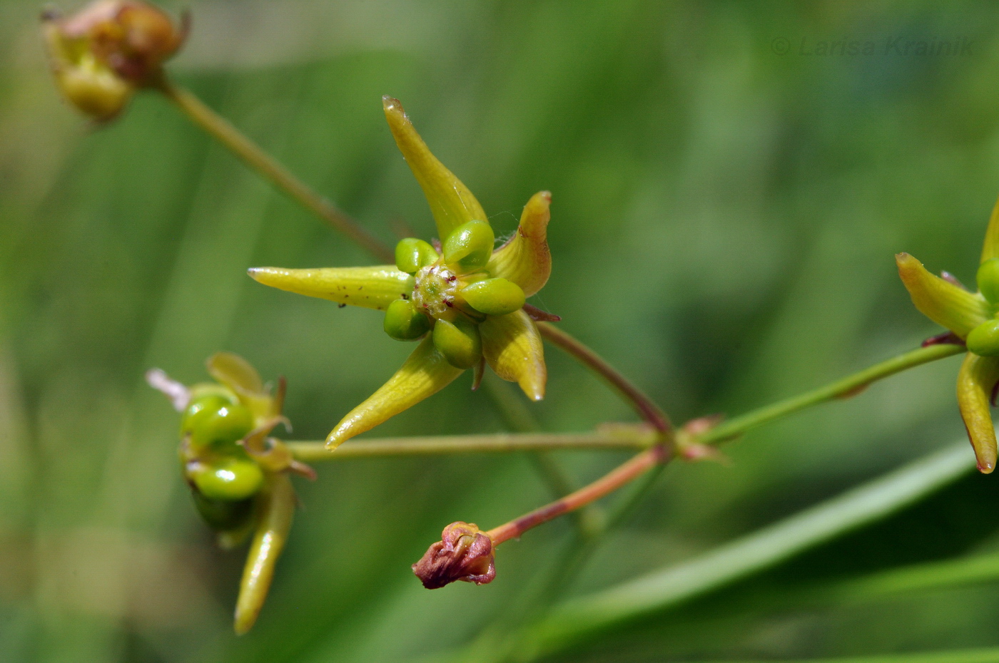 Изображение особи Pycnostelma paniculatum.