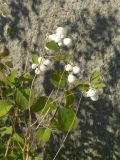 Symphoricarpos albus var. laevigatus