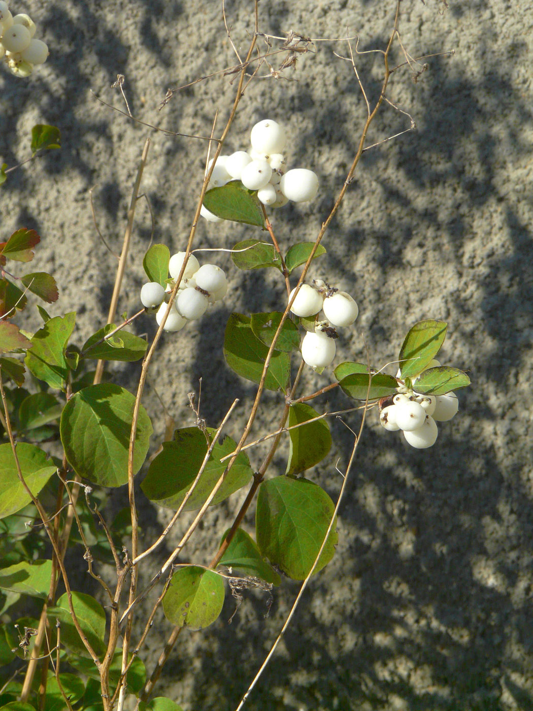 Image of Symphoricarpos albus var. laevigatus specimen.