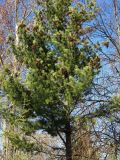 Pinus strobus