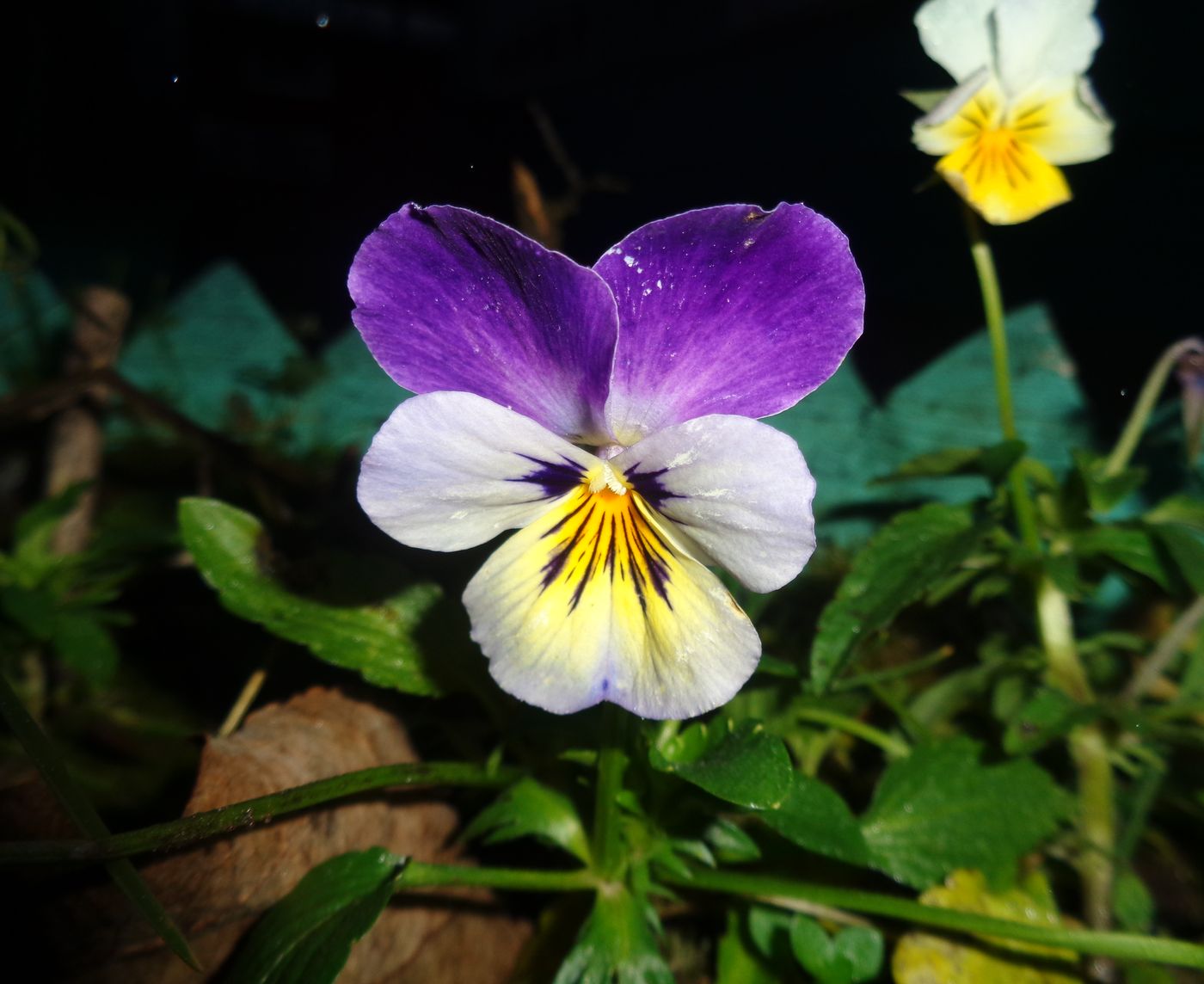 Image of Viola wittrockiana specimen.