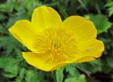 Trollius riederianus