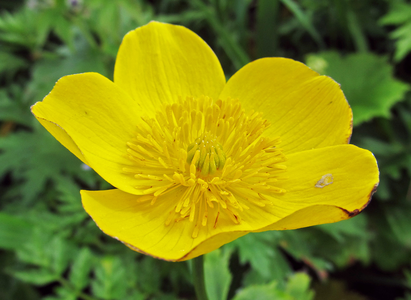 Изображение особи Trollius riederianus.