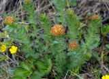 Rhodiola rosea. Цветущие растения. Якутия, Нерюнгринский р-н, перед перевалом Тит, в полосе между дорогой и ЛЭП, 502 км трассы АЯМ. 22.06.2016.