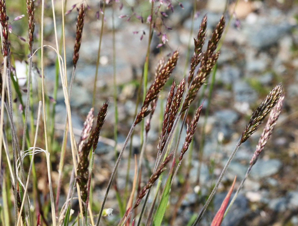 Изображение особи Trisetum spicatum.