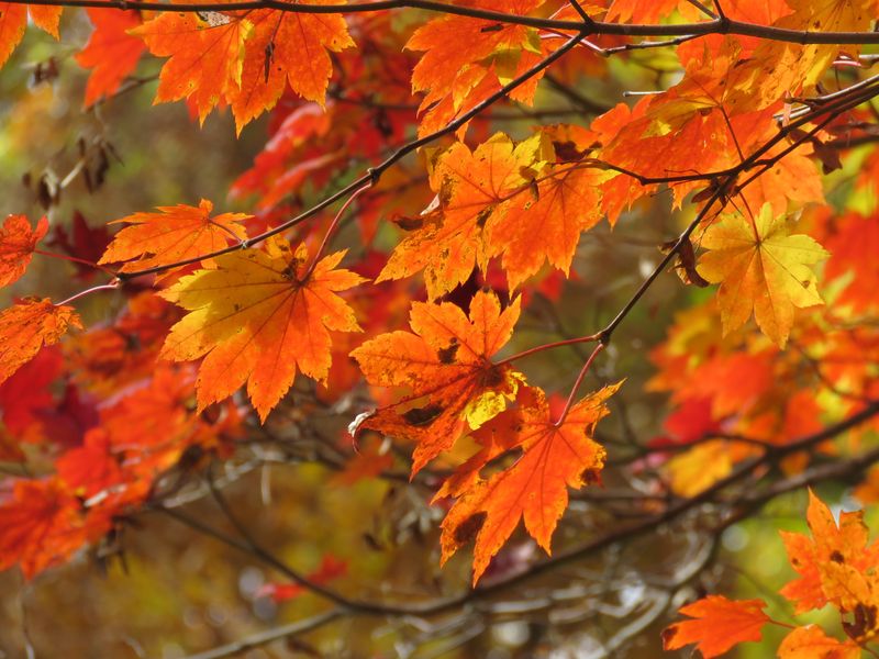 Image of Acer pseudosieboldianum specimen.