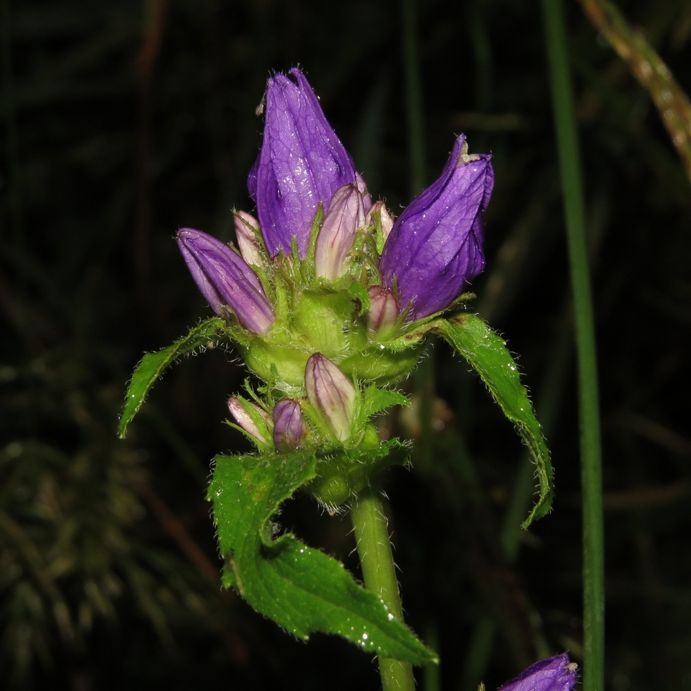 Image of Campanula glomerata specimen.