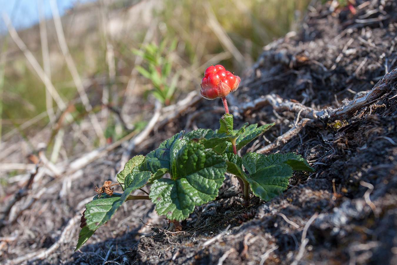 Изображение особи Rubus chamaemorus.