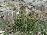 Scrophularia incisa