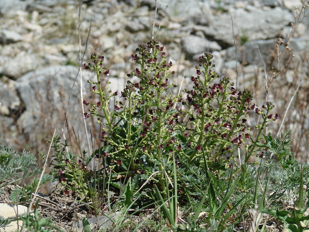 Image of Scrophularia incisa specimen.