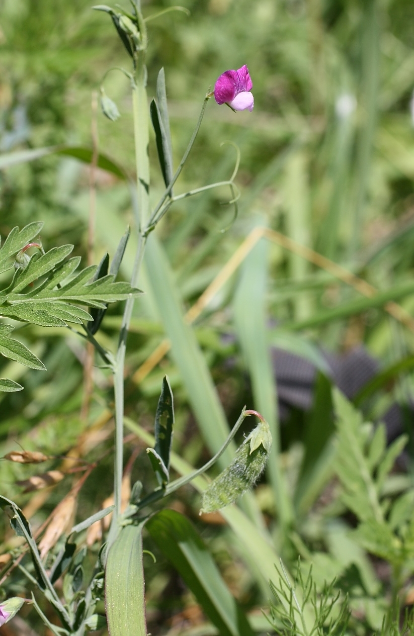 Изображение особи Lathyrus hirsutus.