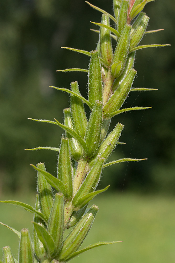 Изображение особи Oenothera rubricaulis.